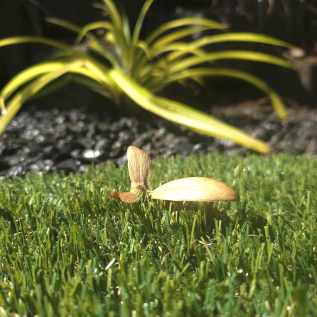 Écologie et économie d'eau pour jardin à La Réunion